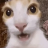 Gatitos. | @ocenferios  Haki. 8