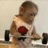Macaco 9