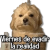Memes Pal Grupo 2🗣️ 18