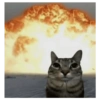 Kucing kucing 9