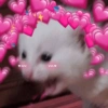 Gatitos amor ✨️💗 5