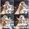 Kucing 18
