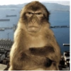 Macaco engraçado 🙊🙉🙈 6