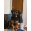 Perritos Diarios Caseros  🙈 9