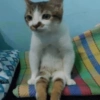 Reações gatinhos 6