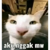 Kucing 12