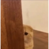 Funny cats meme 19