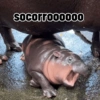 Moo deng meme 15