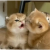 Kucing imoet 8