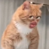 Reacciones de gatos #2 🐾 5