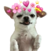 Chihuahuas Tiernos 🥰 14