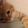 Funny cats meme 22