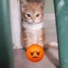 Memes de gatos 🐱😂 11