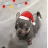 Moods natalinos - pets  13