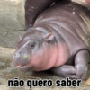 Moo deng meme 6