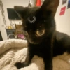 Reações gatinhos 9