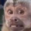 Macaco 13