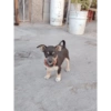 Perritos Diarios Caseros  🙈 12