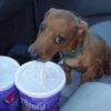 😎 Animales DIVERTIDOS 4 💯😎 9