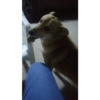 Perritos Diarios Caseros  🙈 17