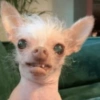 Cachorros engraçado  10