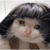 Gato triste bien sad 😿😭 8