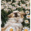 Primavera 🌼 10