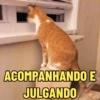 MELHORES MEMES DE GATO 😺 13