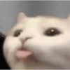 Anomali kucing 30