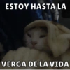 Michis Para Ti pt.3🐱❤️ 6