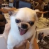 Cachorrinhos  11