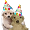 Para el cumpleañer@ 💀 12