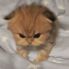 Kucing ngambek 7