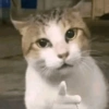 😎 Animales DIVERTIDOS 4 💯😎 10