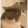 Random Cat's 🐱 11