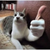 Gatitos😹 12