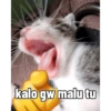 Kucing 17