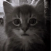 Gatitos. | @ocenferios  Haki. 5