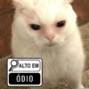 Reações Dogs & Cats🐱🐶 7