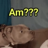 Reações Dogs & Cats🐱🐶 8