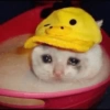 Gatos Tristes 3😿 26