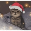 Moods natalinos - pets  9