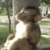 Macaco 9