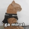 Cukurukuk bakekok kokekab 8