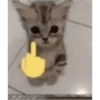 Kucing imoet 19