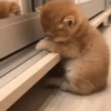 Kucing ngambek 5
