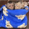 MIQUITOS FOFITOS 5