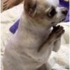 Cachorros engraçados  11