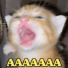MELHORES MEMES DE GATO 😺 9