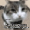 Memes con texto 7🏝️👀 10